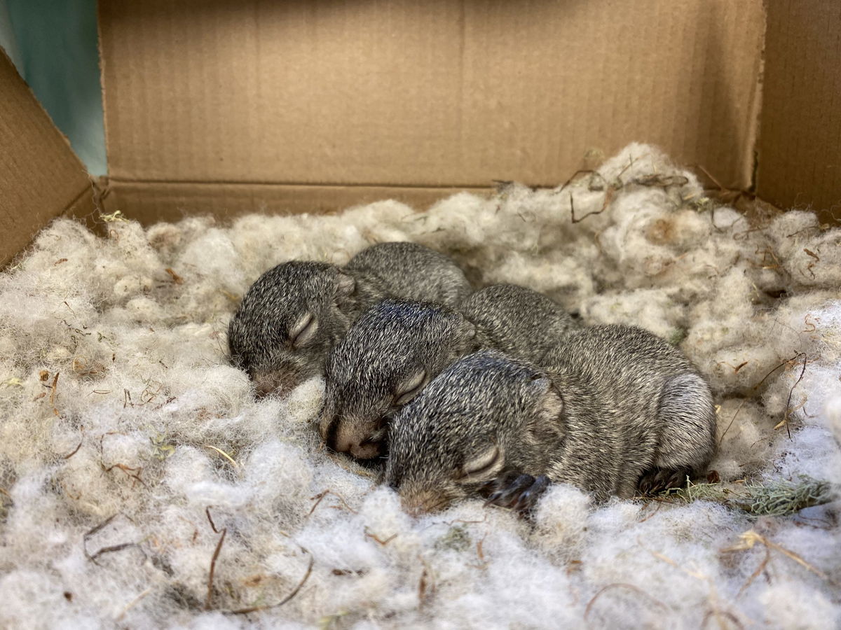 Pictured are some of the orphaned squirrels the SPCA is caring for.