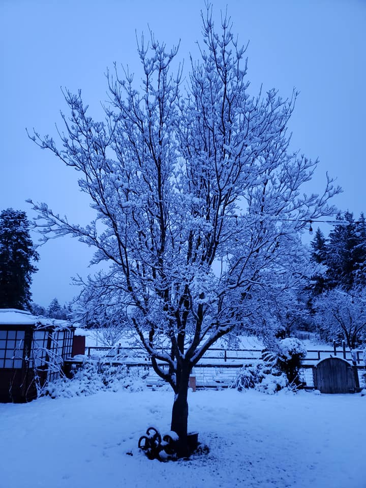 Santa Cruz County Christmas tree farm sees snowfall KION546