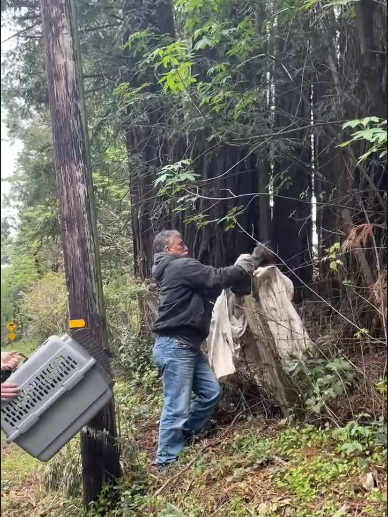 BONNY DOON BOBCAT RESCUED