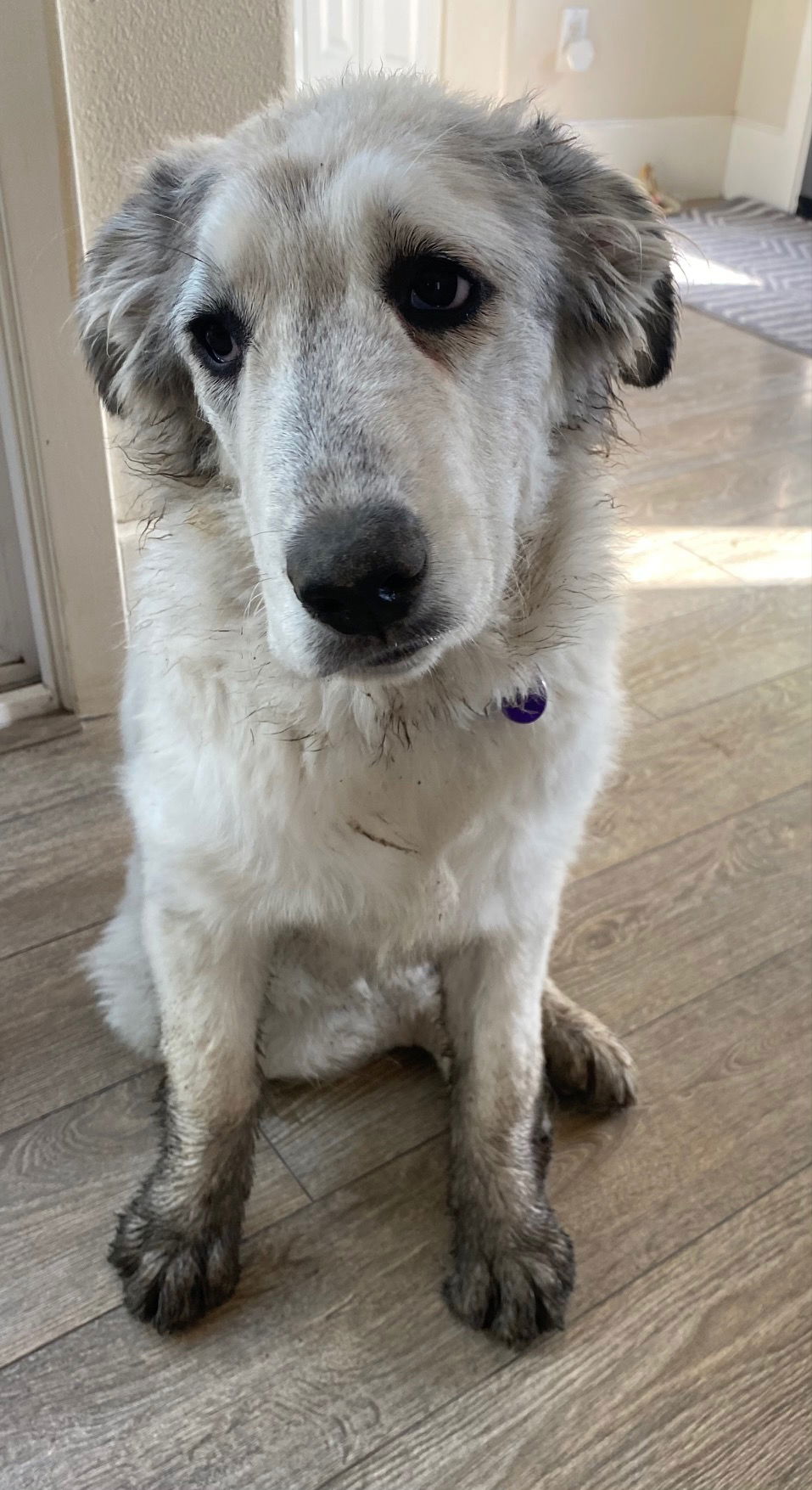 Pet Of The Week Piper The Pyrenees Pup Kion546