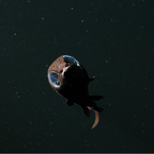 Owlfish in the Monterey Bay