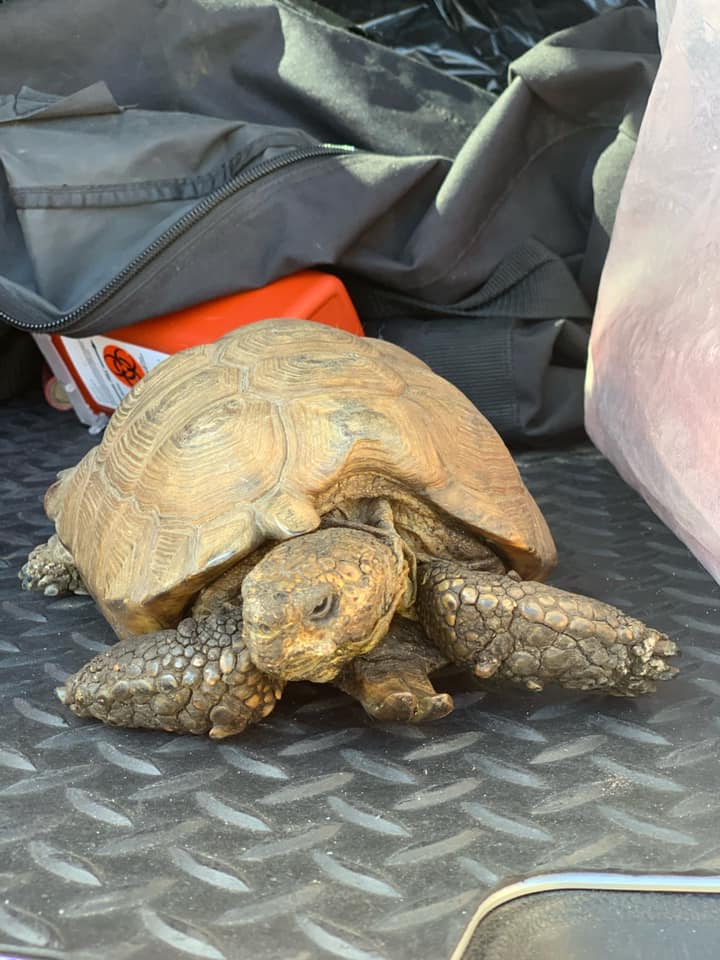 STOLEN TURTLE 2