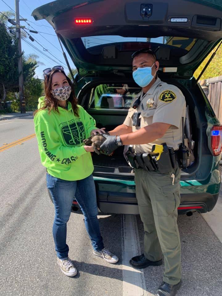 Santa Cruz County Sheriff Deputies return stolen tortoise KION546