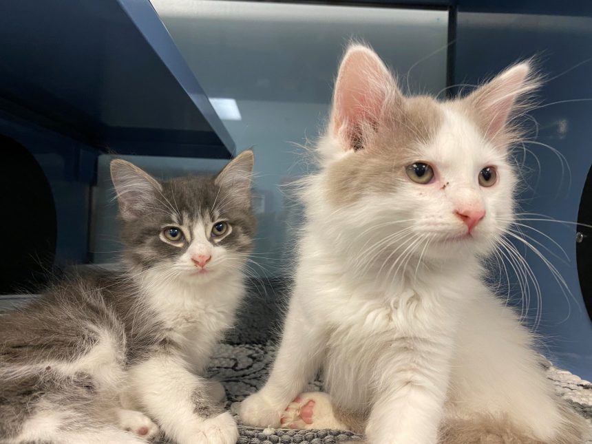 Local shelter caring for nearly 100 kittens looking for homes soon