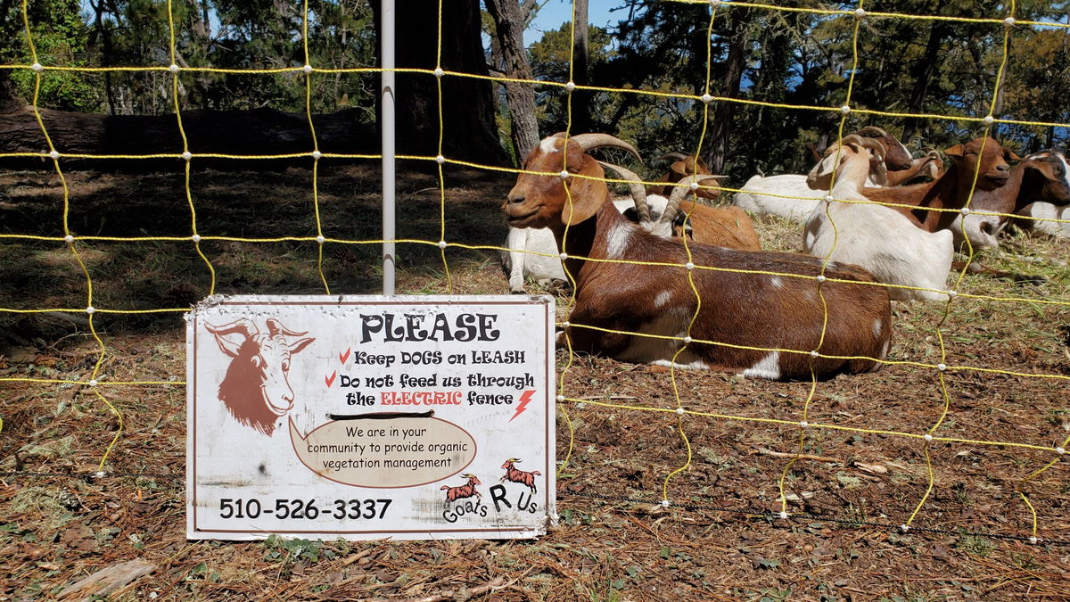 Goats R Us rents out its goats to provide organic vegetation management. The sign says, "Please keep dogs on LEASH. Do Not Feed us through the ELECTRIC fence. We re in you community to provide organic vegetation management."