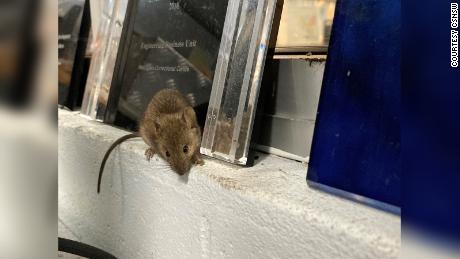 210622012240-02-australia-mouse-plague-prison-evacuation-intl-hnk-large-169