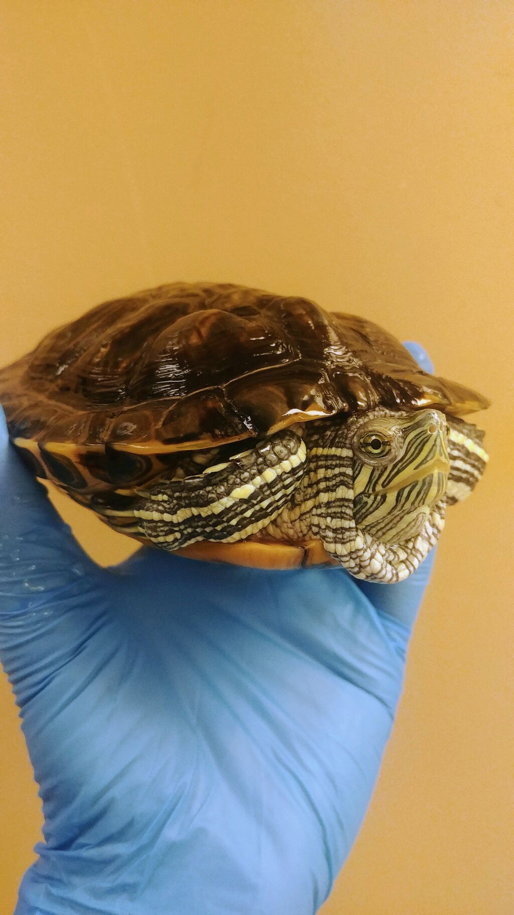 A red-eared slider named Herbert