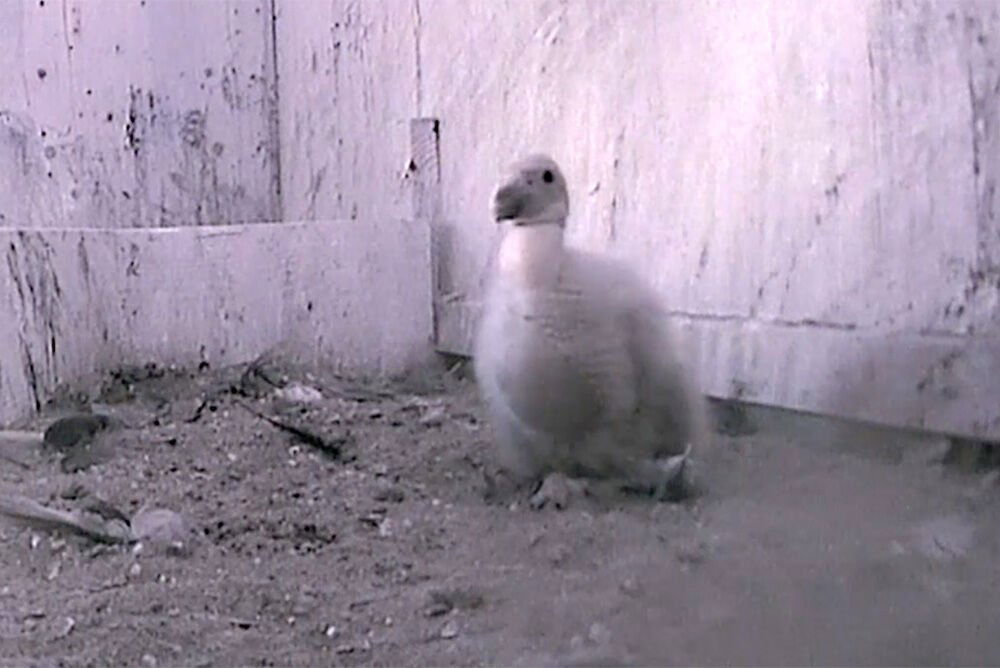 Oregon Zoo welcomes a record batch of California condors.