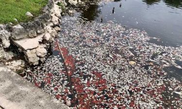 Hundreds of dead fish float in a Boca Raton lake