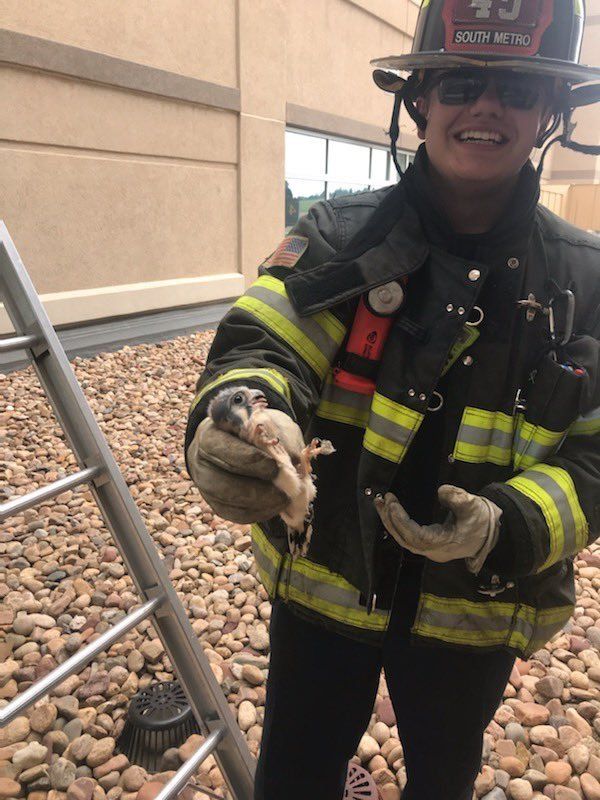 Firefighter holds a baby falcon that fell from its nest.