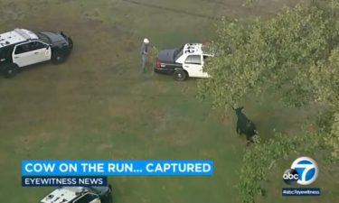 Police on June 24 surround the last of 40 cows that escaped from a slaughterhouse two days earlier.