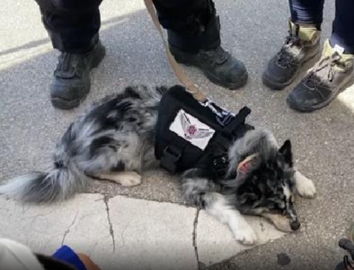 Oreo, the search rescue dog, helping to find the missing people from the Surfside Condo Collapse from Thursday, June 24.