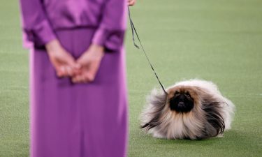 Wasabi the Pekingese won Best in Show at the 145th Annual Westminster Kennel Club Dog Show on June 13