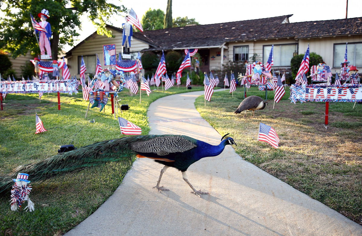 ARCADIA, CALIFORNIA - JUNE 08: Peafowl walk on a lawn decorated for the 4th of July holiday on June 8, 2021 in Arcadia, California. Peacocks have recently become a nuisance to some residents in the region where they roam free after a peafowl relocation program was halted during the pandemic. The Los Angeles County Board of Supervisors is preparing a vote on an ordinance that would ban the intentional feeding of any peafowl with a fine of $1000 or up to six months in prison.