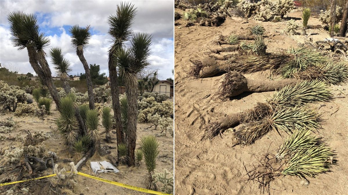 A California couple has been fined for digging up and burying dozens of protected Joshua trees to make room for a home they were building, officials said.