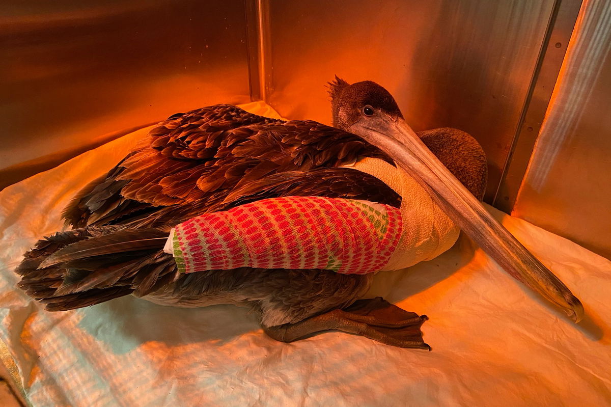 This brown pelican, pictured here after surgery, later died. It is one of the more than 30 brown pelicans severely injured in a string of attacks in California.