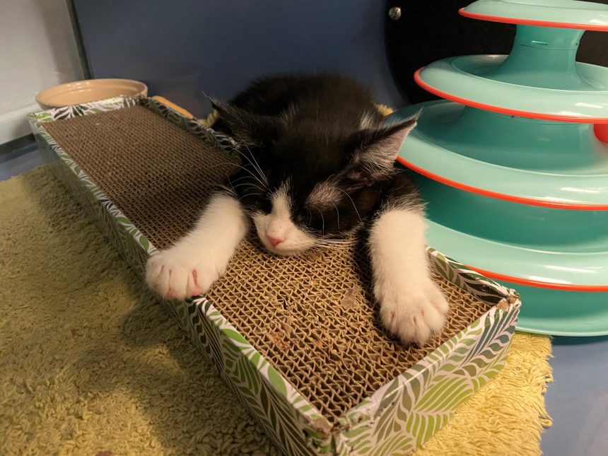 Santa cruz store animal shelter cats