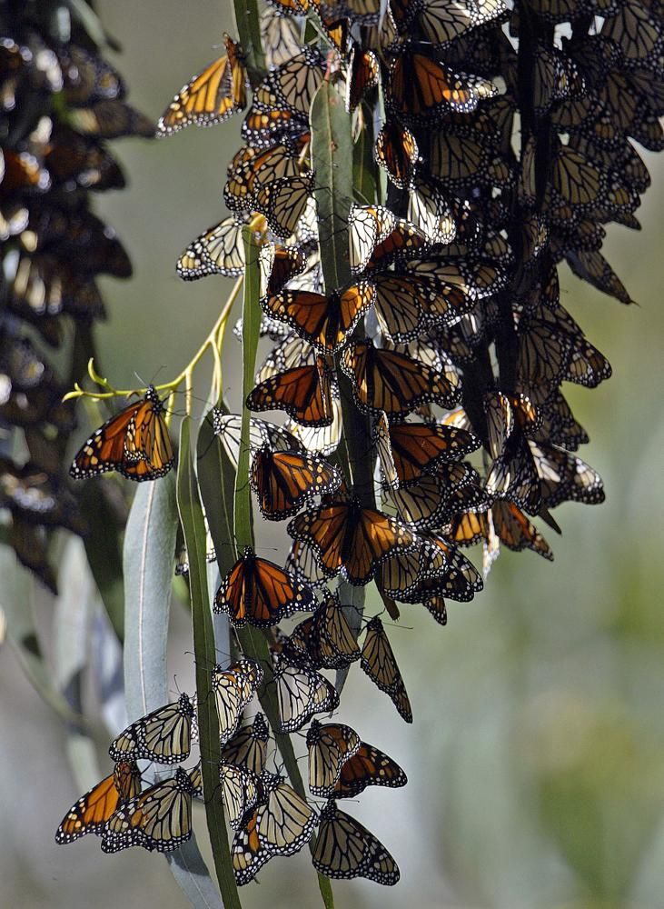 FILE - In this Nov. 7, 2005 file photo, the Monarch butterflies are back at the 