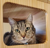 Pictured is Hobbes, one of the cats available at the SPCA.