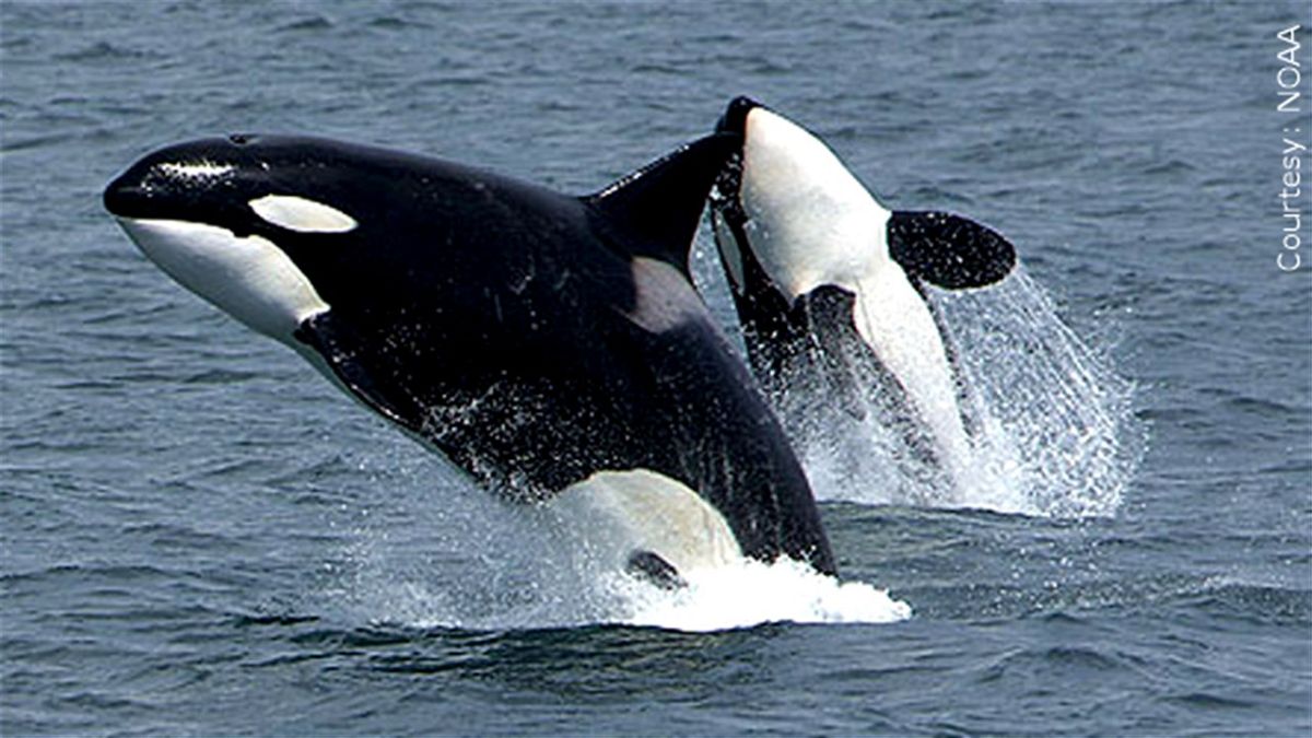 Two killer whales photographed off the south side of Unimak Island Alaska