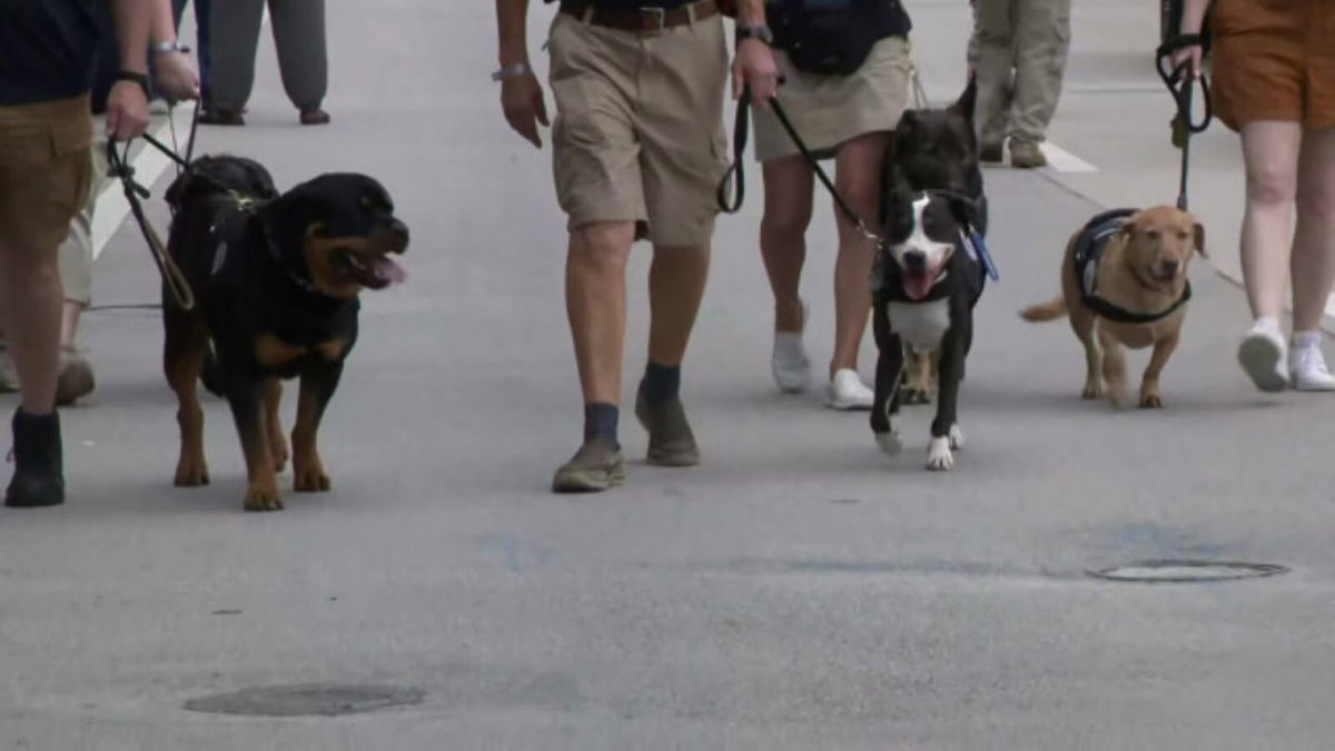 <i>WFOR</i><br/>Axel the Rottweiler and the rest of his emotional support buddies from the Crisis Response Canines team.