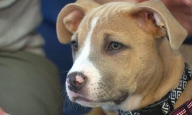 Rogue was a little puppy in Salem that was caught in the crossfire of a shooting and her foster owner says she wouldn't be alive if it wasn't for the police officers who saved her.