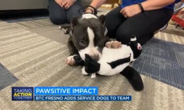 Joshua is a service dog in training for victims of human trafficking.