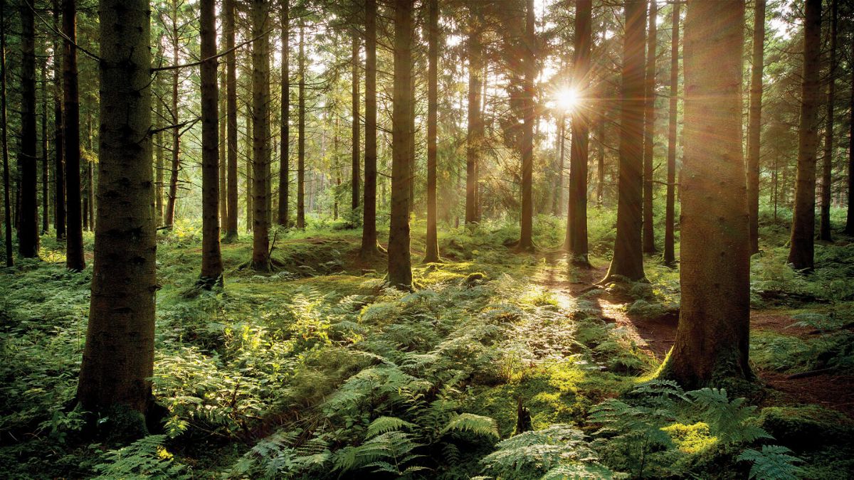<i>Claire Gillo/PhotoPlus Magazine/Future via Getty Images</i><br/>Exposure to woodland was associated with higher scores for cognition
