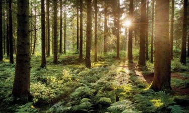 Exposure to woodland was associated with higher scores for cognition