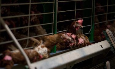 Proposed legislation would phase out cages for farm animals