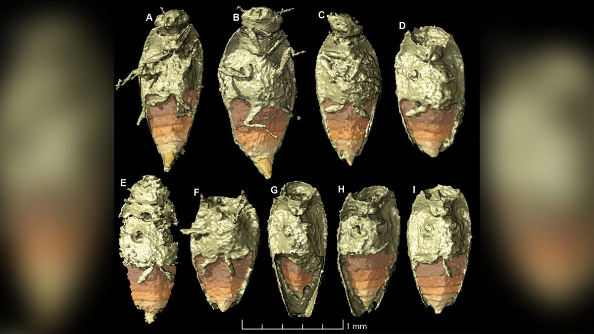 <i>Qvarnström et al.</i><br/>The tiny beetle Triamyxa coprolithica is the first insect to be described from fossil feces