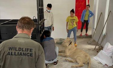 The lion is now being looked after at a rescue center.