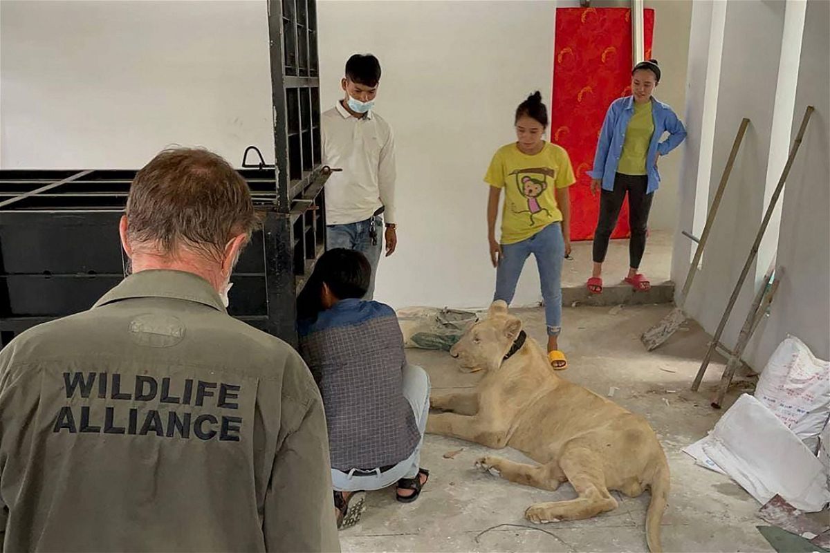 <i>Handout/Cambodia's Ministry of Environment/AFP/Getty Images</i><br/>The lion is now being looked after at a rescue center.