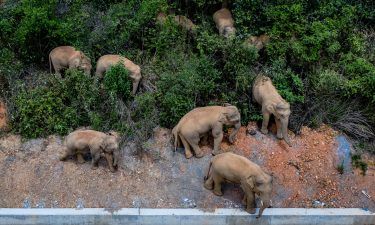 This aerial photo taken on May 28 shows a herd of wild Asian elephants in Eshan County