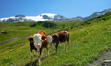 The researchers tested the stomach juices of Alpine cows