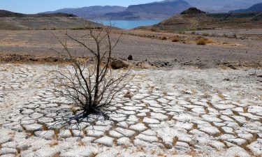 Lake Mead is seen in the distance behind a dead creosote bush in an area of dry