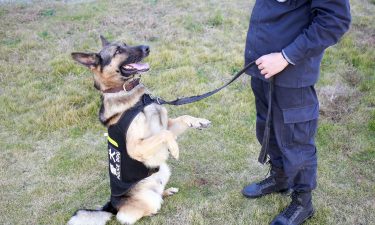 Chinese police is asking the public to adopt 'timid' dogs who failed training. This image shows a trainer and police dog belonging to the patrol police brigade in China's Zhoushan City on December 9