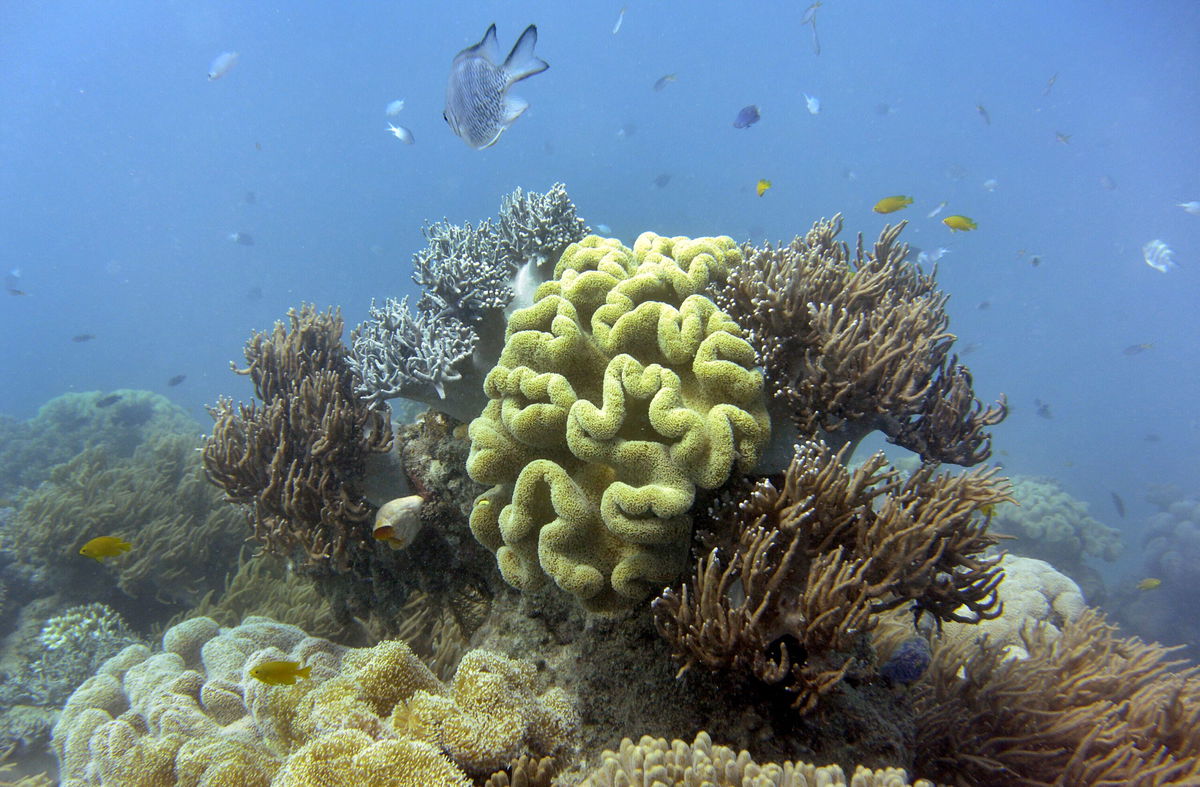 <i>William West/AFP/Getty Images</i><br/>The Australian government and a United Nations body are facing off this week over whether the Great Barrier Reef is