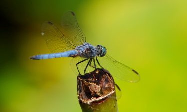Researchers worry that female dragonflies may no longer recognize their male counterparts.