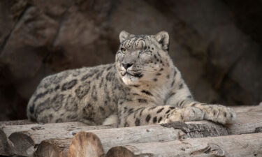 A male snow leopard at the San Diego Zoo tested positive for SARS-CoV-2 after showing symptoms of a cough and nasal discharge.