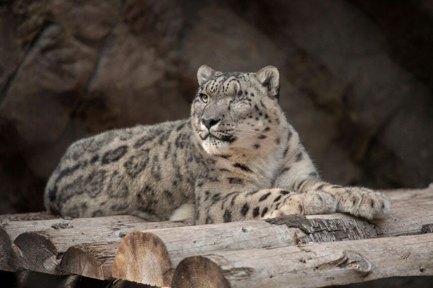 A male snow leopard at the San Diego Zoo tested positive for SARS-CoV-2 after showing symptoms of a cough and nasal discharge.