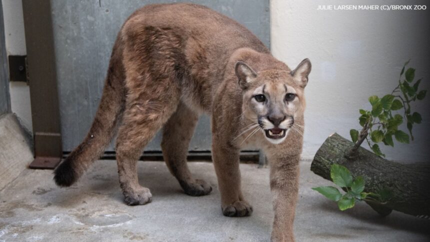 10987707_083021-wabc-cougar-surrendered-img