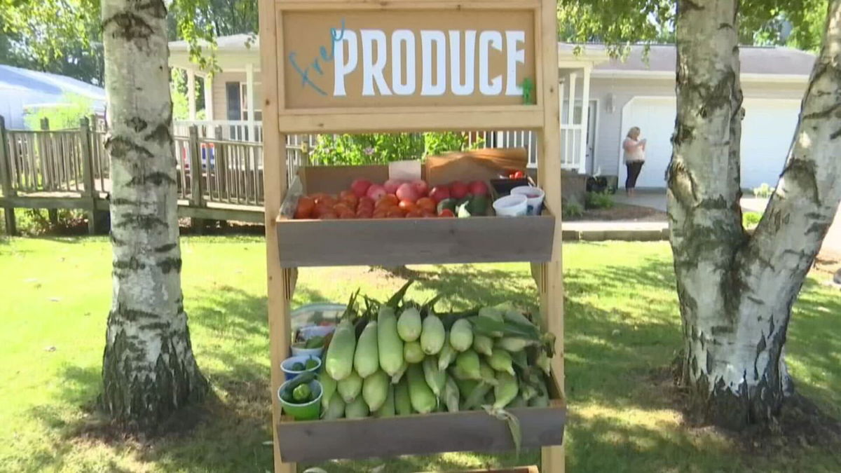 <i>WNEM</i><br/>11-year-old girl grows tomatoes