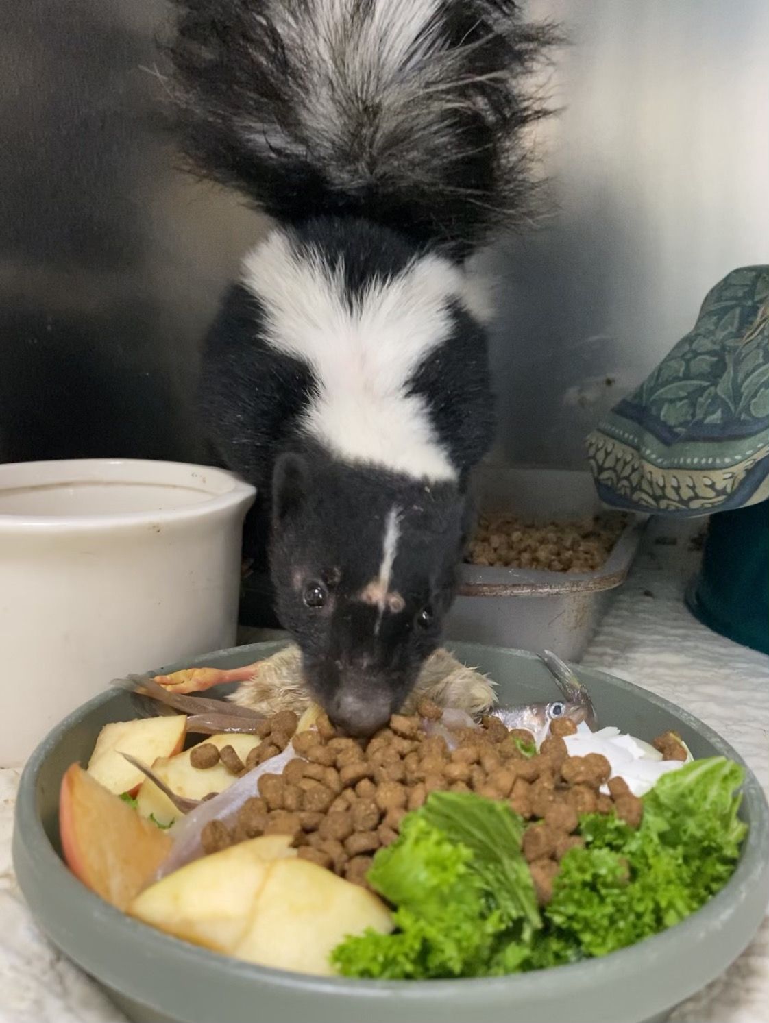 The SPCA Monterey County Wildlife Rescue and Rehabilitation Center is caring for a young skunk who was found stuck in a trap that had been thrown off the side of Laureles Grade.