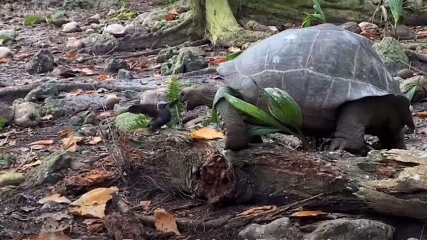 https___cdn.cnn_.com_cnnnext_dam_assets_210824045056-01-vegan-tortoise-eats-bird