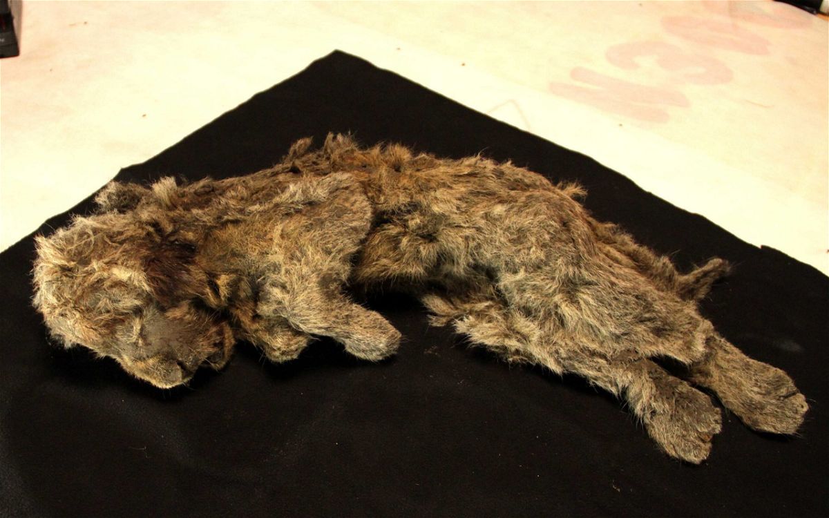 <i>Love Dalén</i><br/>A frozen cave lion cub found in Siberia with whiskers still intact is more than 28