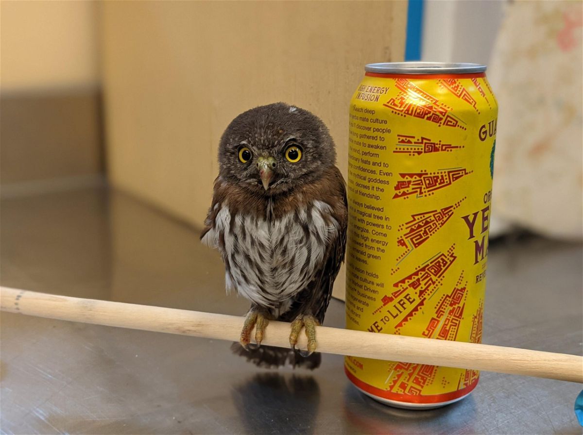 Pictured is the Northern Pygmy owl with a drink to show scale.