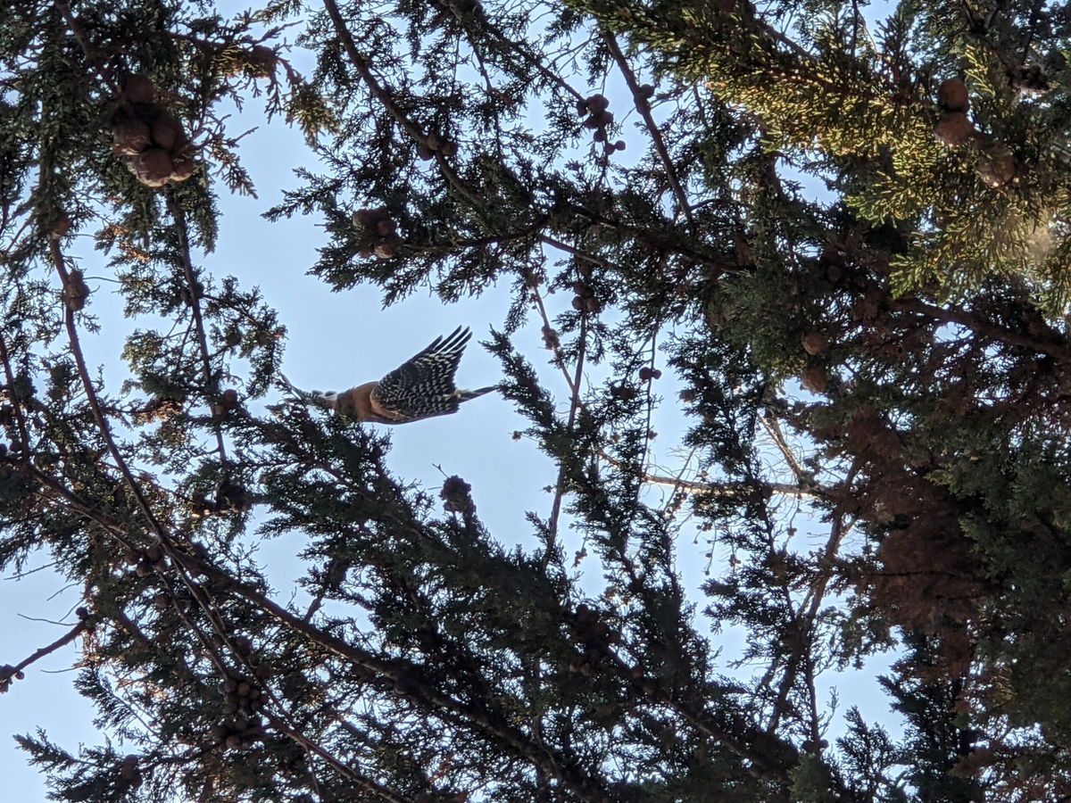 Red Shouldered Hawk was found entangled in fishing line and hanging from her wing between two tall trees above a walking path in Salinas.  