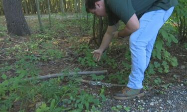 Matthew Lindauer examines a plant with berries called buckthorn