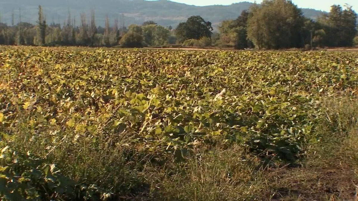 <i>KPTV</i><br/>As the nights get cooler and the leaves start to change